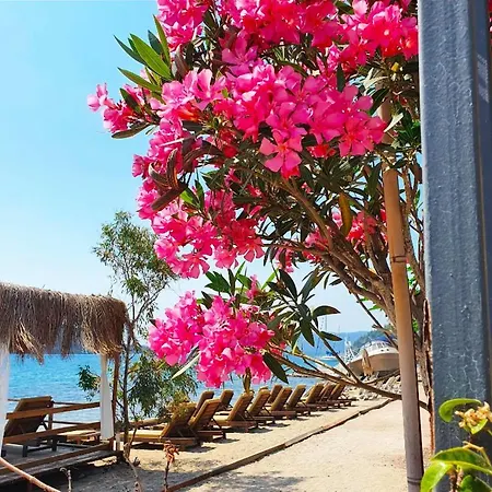 Asil * Orhaniye (Marmaris)